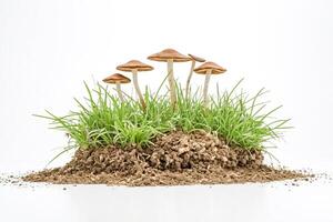 Group of Mushrooms Growing in a Patch of Grass photo