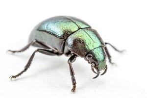 Green Beetle Macro photo