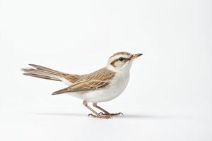 White-browed Scrubwren isolated on white background photo