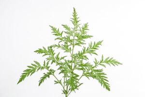 Green Artemisia Plant on White Background photo