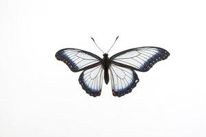 Blue and Black Butterfly on White Background photo