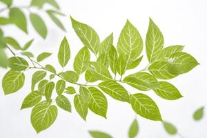 Green Leaves on a White Background photo