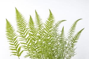 Green Ferns on White Background photo