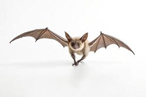 Closeup of a Bat with Wings Spread in Flight photo