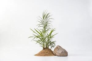 Minimalist Desert Scene with Palm Tree and Rock photo