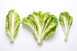 Fresco verde lechuga hojas en blanco antecedentes foto