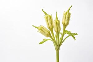 Close-up of Budding Flower with White Background photo