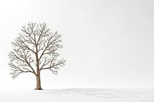 Bare Tree Branch Silhouette Against White Background photo