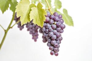 Bunch of Red Grapes with Green Leaves photo