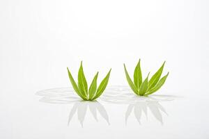 Green leaves floating in water on a white background photo
