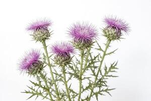 Close-up of a Thistle Flower with White Background photo