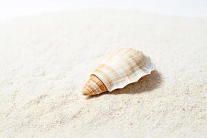Seashell on the Sand photo