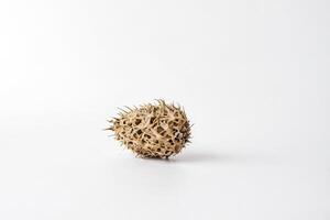 Dried Spiky Seed Pod on White Background photo