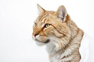 Close-up of a Ginger Cat's Face photo