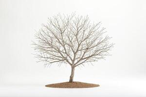 Bare Tree on White Background photo