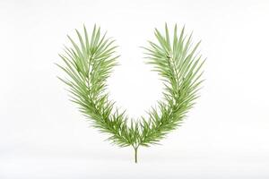 Single Palm Leaf Branch in V Shape on White Background photo