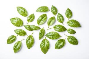 Fresh Basil Leaves Isolated on White Background photo
