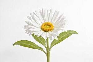 White Daisy Flower with Yellow Center on White Background photo