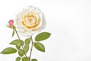 Single Cream Rose with Bud Isolated on White Background photo