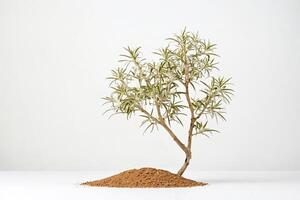 A lone tree grows from a mound of soil against a white background photo