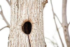 Close-up of a tree trunk with a hole photo