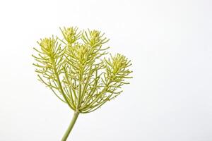 Close-up of a Green Flower Bud on a White Background photo