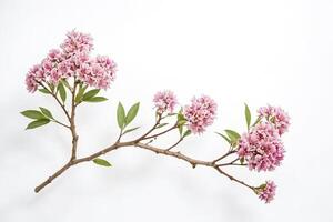 Pink Flowers on Branch with White Background photo