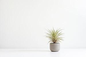 Minimalist Plant in a Gray Pot on a White Surface photo