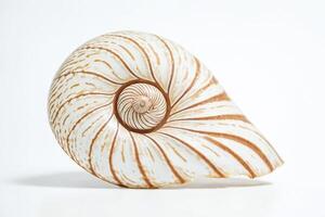 Nautilus Shell Close Up on White Background photo