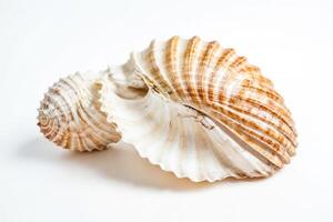 Close-up of a seashell with a white background photo