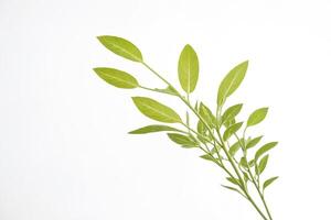 Green Branch with Leaves on White Background photo