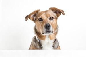 Dog with big eyes looking at the camera photo