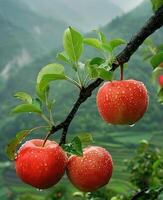 Delicious Red Apple photo