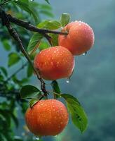 Delicious Red Apple with Tree photo