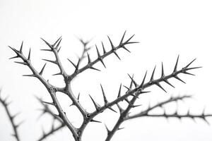 Thorny Branch with White Background photo