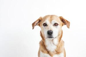 Portrait of a Friendly Dog Looking at the Camera photo