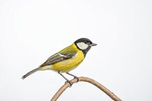 Great tit perched on a twig with a white background photo