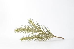 Single Green Branch on White Background photo