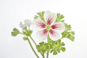 White Flower with Red Veins on a White Background photo