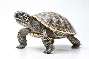 Closeup of a small turtle walking on a white background photo
