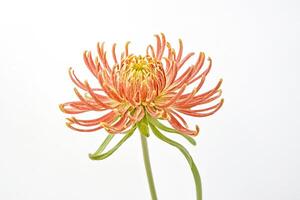 Close-up of a Single Orange Chrysanthemum Flower on a White Background photo