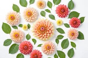 Peach and Coral Dahlia Flowers with Green Leaves on White Background photo