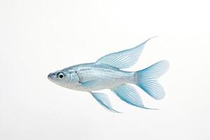 Blue Fish with Large Fins Swimming Against a White Background photo