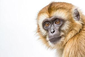 Close Up Portrait of a Monkey with Fur photo