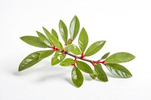 Green Leaf Branch with Red Buds on White Background photo