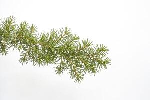 Close-up of a Fir Branch Against a White Background photo
