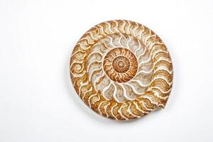 Fossilized Ammonite Shell with Brown and White Patterns on a White Background photo