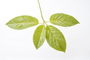 Close Up of Green Leaves on White Background photo