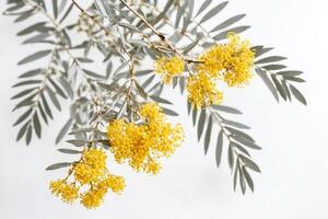 Silver Leaf Branch with Yellow Flowers Against a White Background photo