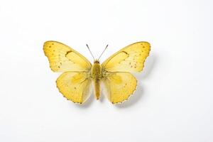 Yellow Butterfly with White Background photo